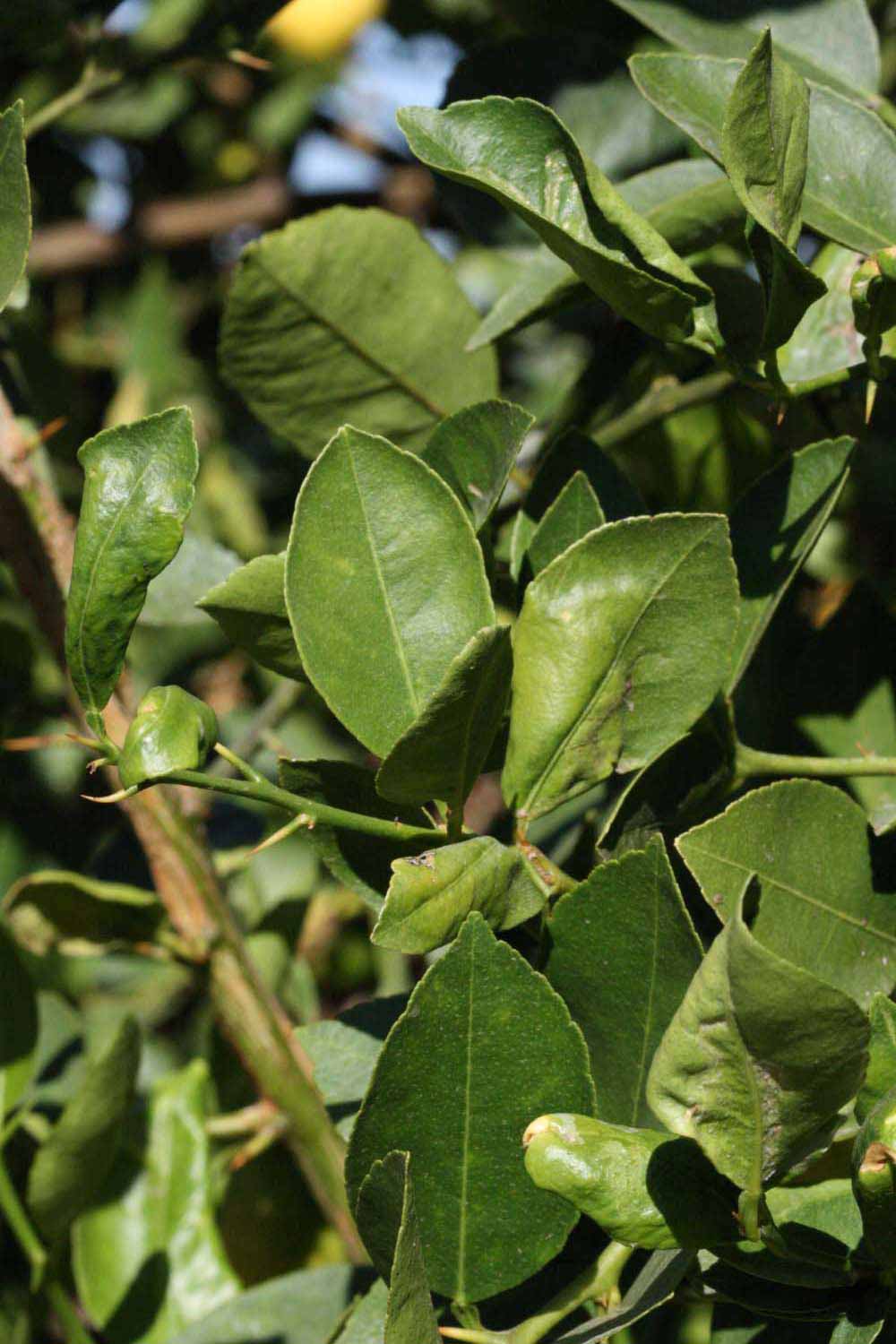              Sun leaves (Riverside, CA)       